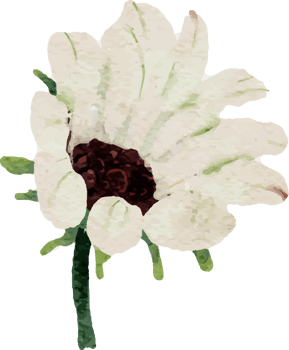 watercolor sunflower and white anemone flower bouquet elements png