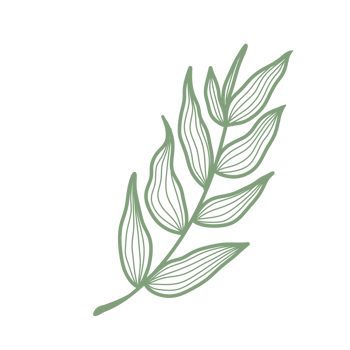 Line Art Leaf png