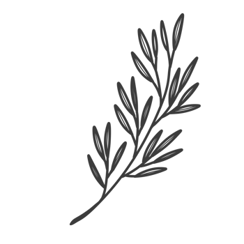 Line Art Leaf png