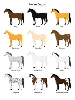 Vector set of different horse colors