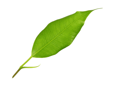 green leaf on transparent background png file