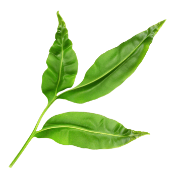 bird nest fern leaf isolated on transparent background png file