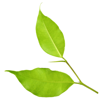 green leaf on a white png file