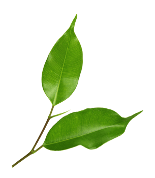 green leaf on transparent background png file