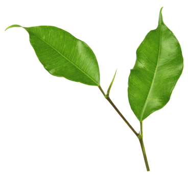 green leaf on transparent background png file