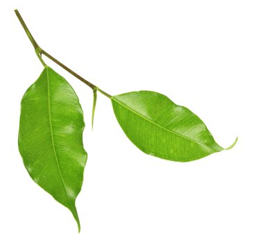 green leaf on transparent background png file