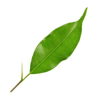 green leaf on transparent background png file