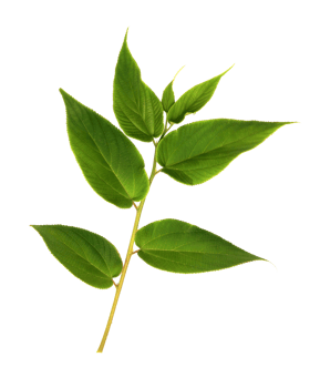 green leaf on transparent background png file
