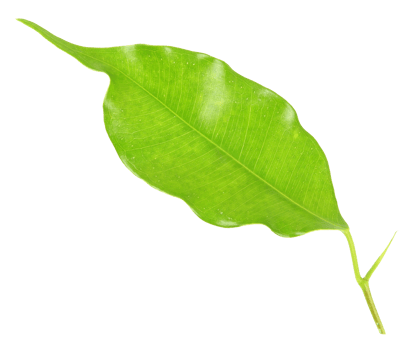 green leaf on transparent background png file