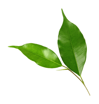 green leaf on transparent background png file