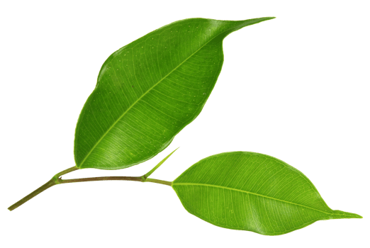 green leaf on transparent background png file
