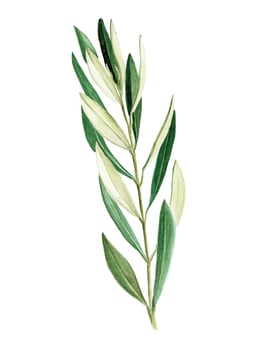 stock illustration watercolor drawing. olive branch, olive leaves. isolated on white background vector