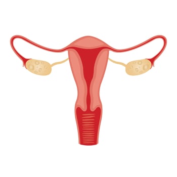 Illustration of the female reproductive system. human anatomy vector