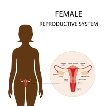 Illustration of the female reproductive system. human anatomy vector