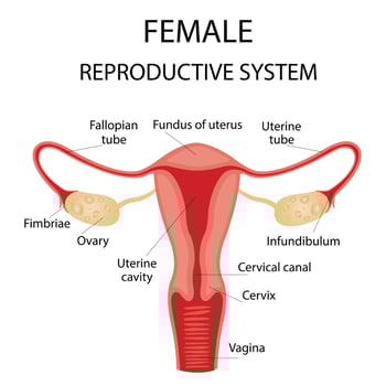 Human anatomy, female reproductive system, female reproductive organs. The system of inclusion the organs of the uterus, cervix, ovaries, ovaries, and fallopian tubes. Overview illustration vector