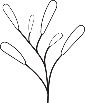 Tropical leaves outline design, Minimal style floral illustration png