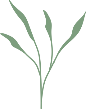Tropical leaves green color, minimal style floral illustration png