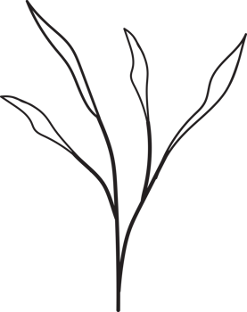 Tropical leaves outline design, Minimal style floral illustration png