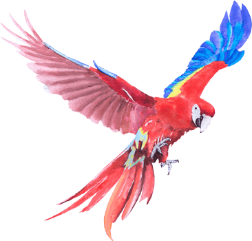 Bird parrot Macaw hand paint watercolor png