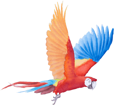 Bird parrot Macaw hand paint watercolor png