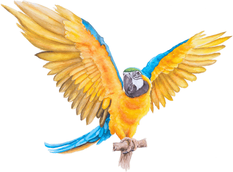 Bird parrot Macaw hand paint watercolor png