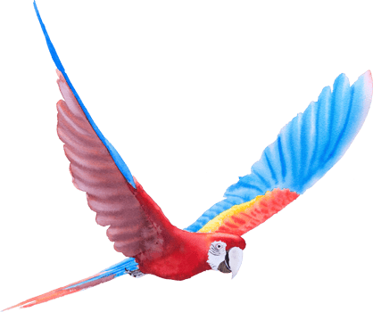 Bird parrot Macaw hand paint watercolor png