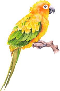 Bird parrot Macaw hand paint watercolor png