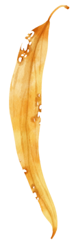 watercolor autumn leaf for decorative png