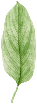 watercolor fresh green tropical leaves branch for decorative png