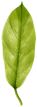 watercolor fresh green tropical leaves branch for decorative png