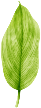 watercolor fresh green tropical leaves branch for decorative png