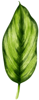 watercolor fresh green tropical leaves branch for decorative png