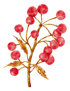 Branch of Red berries watercolor style Decorative Element png
