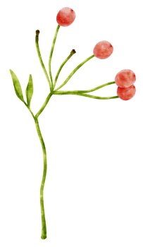 Branch of Red berries watercolor style Decorative Element png
