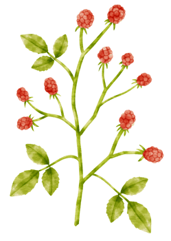 Raspberry plant watercolor illustration png