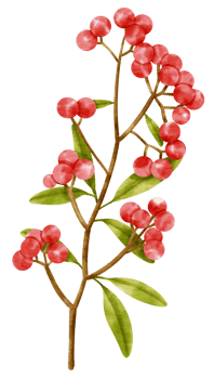 Branch of Red berries watercolor style Decorative Element png