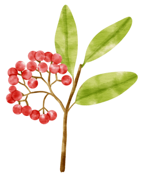 Branch of Red berries watercolor style Decorative Element png