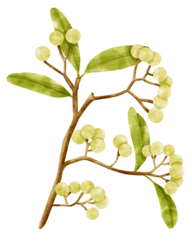 Branch of green berries watercolor style Decorative Element png