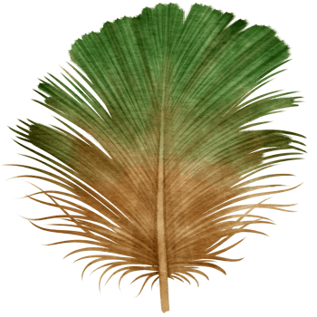 Green aand Brown Feather watercolor hand painted illustration for Decorative Element png