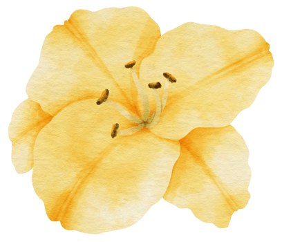 Yellow lily flower watercolor painted for Decorative Element png
