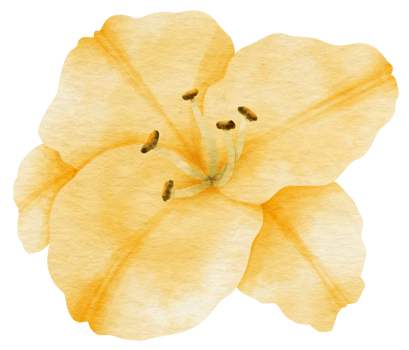 Yellow lily flower watercolor painted for Decorative Element png