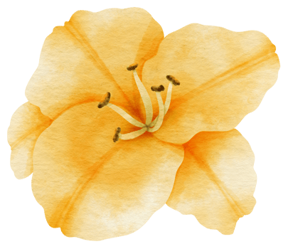 Yellow lily flower watercolor painted for Decorative Element png