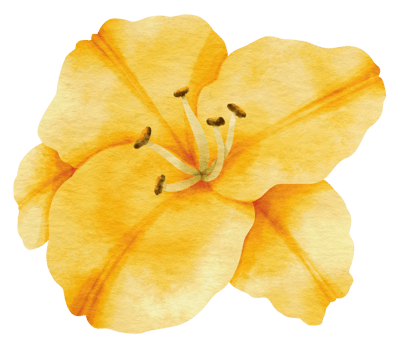 Yellow lily flower watercolor painted for Decorative Element png