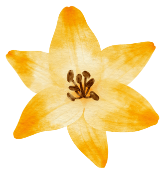 Yellow lily flower watercolor painted for Decorative Element png