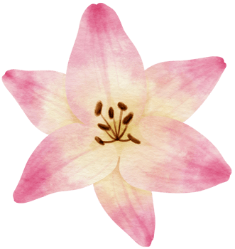 Pink flower watercolor painted for Decorative Element png