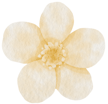 White flower watercolor painted for Decorative Element png