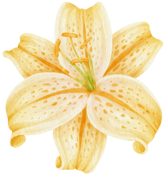 beautiful lily flowers watercolor illustration png