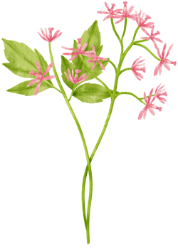 wildflowers watercolor illustration decorative element png