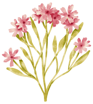 Branch of pink flower blossom with leaves  watercolor style for Decorative Element png