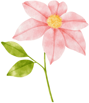 Pink clematis flowers watercolor illustration png
